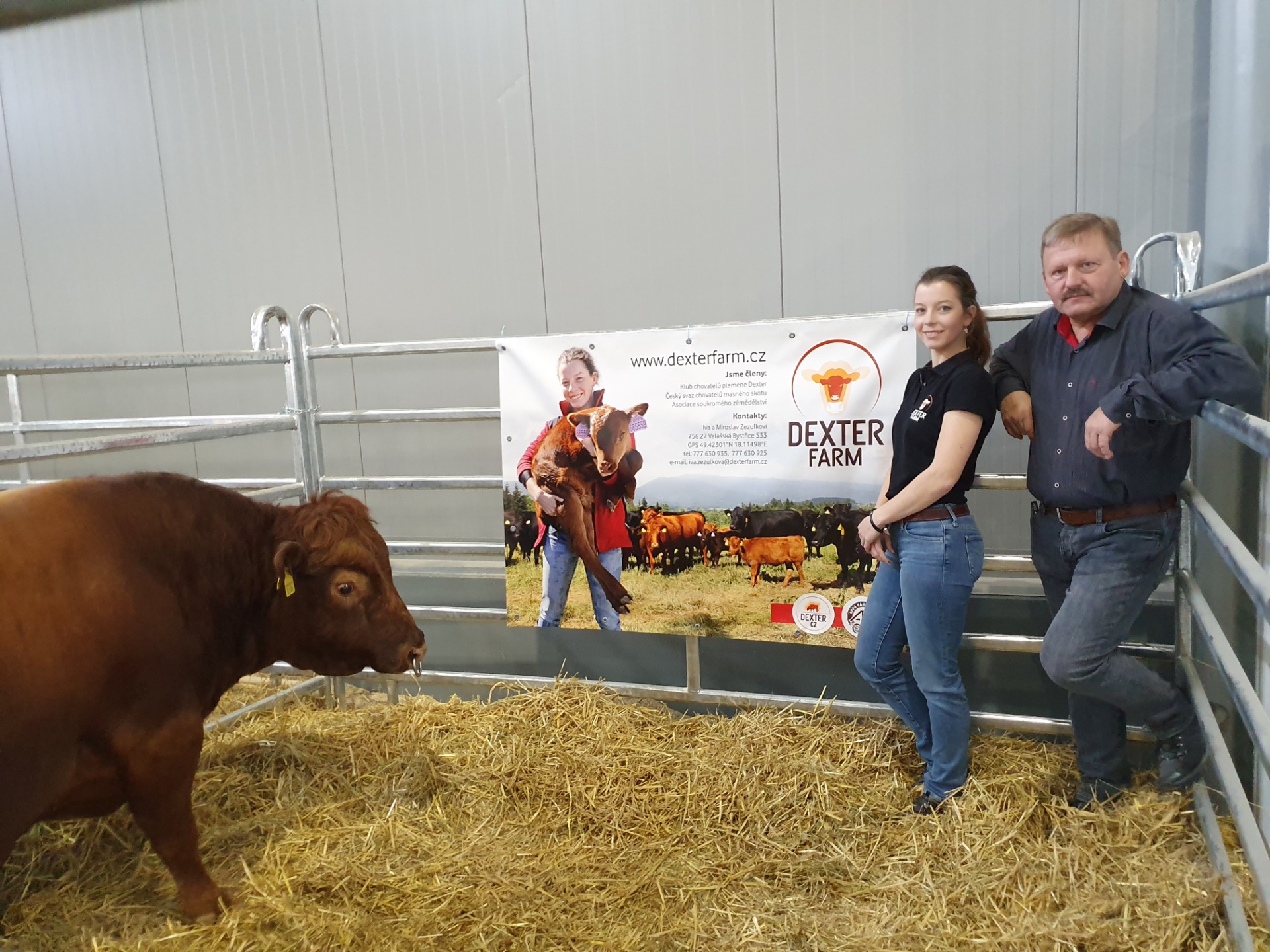 Aktuality :: Dexter Farm